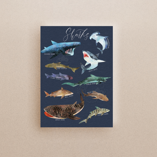 Sharks Print